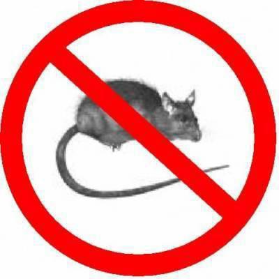 RAT 